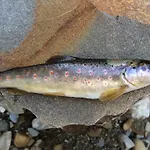 Pidstromom Lodge