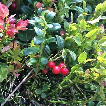 Pidstromom * Mykulytschyn