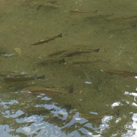 Pidstromom Lodge Mykulytschyn