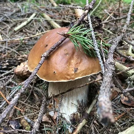 Pidstromom