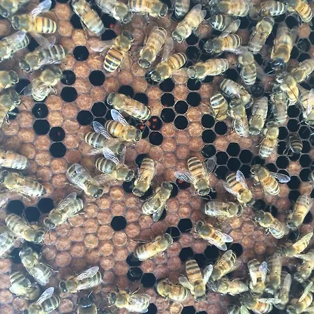 Pidstromom Lodge Mykulytschyn