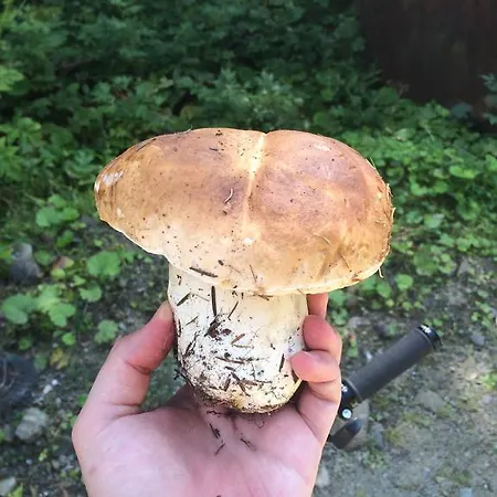 Pidstromom * Mykulychyn