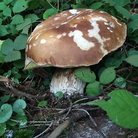 Pidstromom Mykulychyn