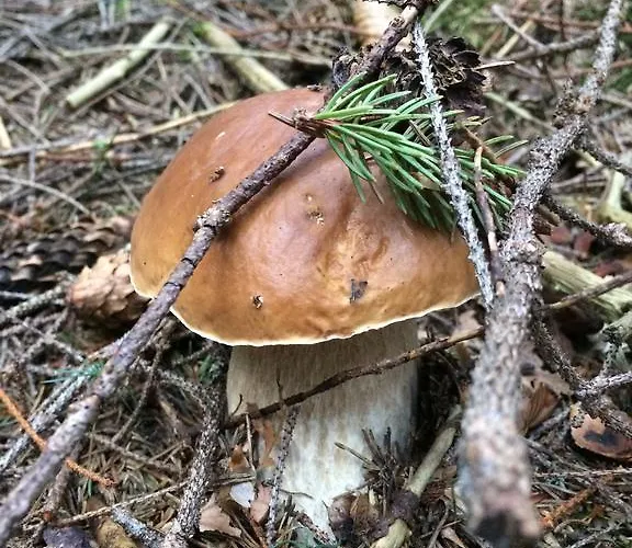 Pidstromom